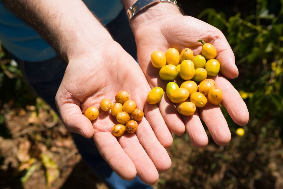 Specialty Coffee vs. Industriekaffee: Der wahre Unterschied in deiner Tasse