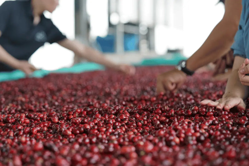 Arabica oder Robusta: Was der Unterschied in der Tasse bedeutet