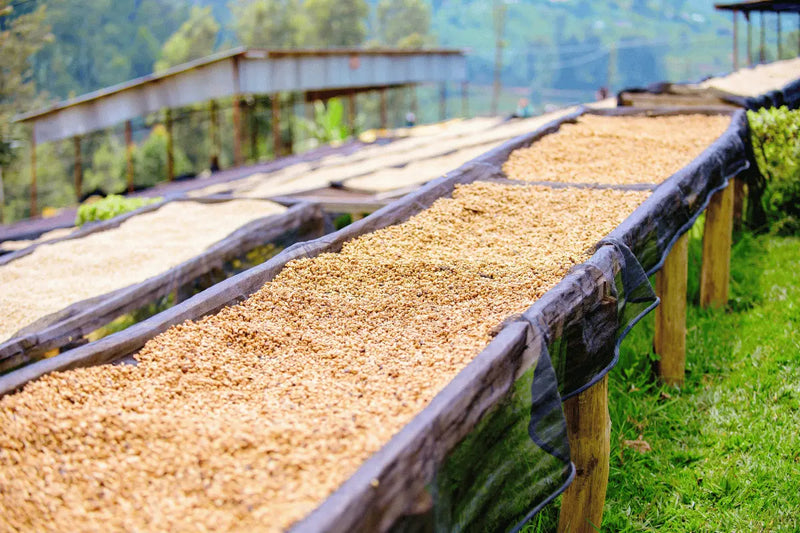 Kaffee und Klimawandel: warum sich der Anbau verschiebt